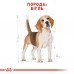 Корм для дорослих собак ROYAL CANIN BEAGLE ADULT 3 кг