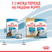 Корм для новонароджених собак ROYAL CANIN MAXI STARTER 4 кг