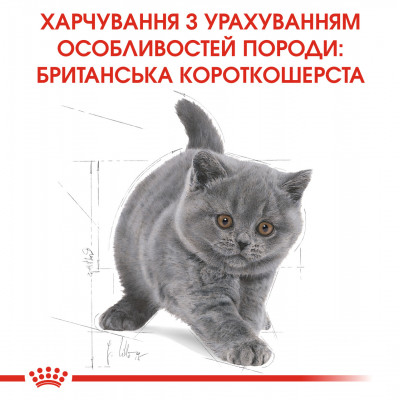 Корм для кошенят ROYAL CANIN KITTEN BRITISH SHORTHAIR 10 кг