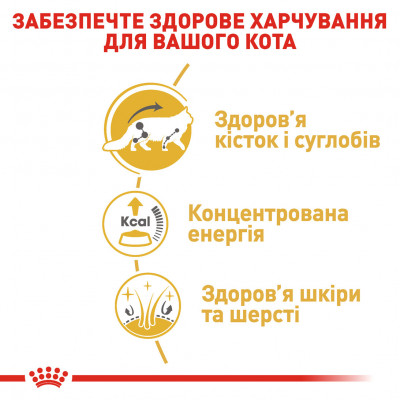 Вологий корм для дорослих котів ROYAL CANIN MAINECOON ADULT 85 г * 12 шт блок
