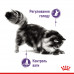 Вологий корм для дорослих котів ROYAL CANIN LIGHT WEIGHT CARE шматочки в соусі 85 г * 12 шт блок